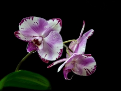 orchidée II