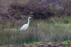 Grande aigrette