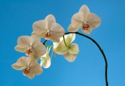 hampe florale orchidées