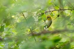 Zosterops oriental