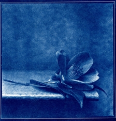 l'oubliée, version cyanotype