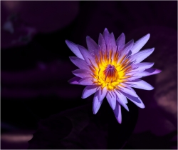 FLEUR DE LOTUS