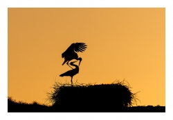 amour cigogne