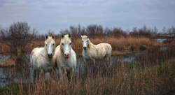Camargue , en hiver