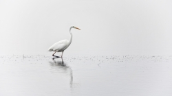 La grande aigrette.