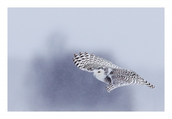 harfang sous la neige