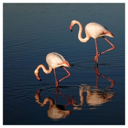 Un soir en Camargue.