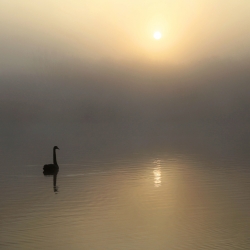 Cygne noir, espoir
