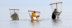 Pêche à la crevette
