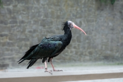 Ibis chauve