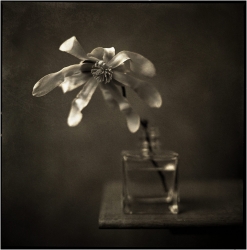 Magnolia