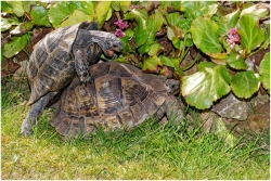 Classé X : Il s'en passe... Au jardin !!