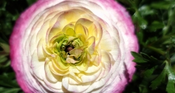 5 intimités. Au plus près des renoncules du jardin.