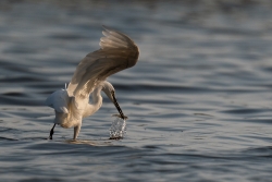 Pêcheur élégant
