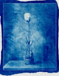 Tulipe bleue (cyanotype sur papier wenzhou)