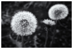 Futures petites plumes au vent...