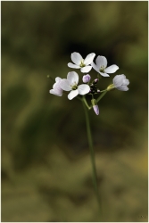 La cardamine