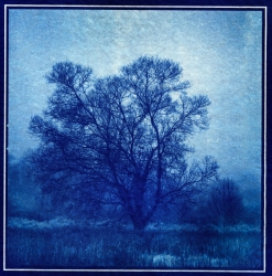 Le fantôme du marais (version cyanotype sur wenzhou)