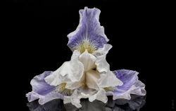 C'est le printemps : L'iris du jardin