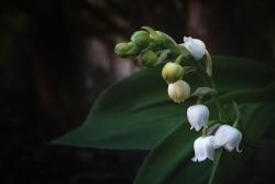 Tiens ? Pas de muguet, cette année ?