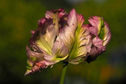 tulipe perroquet