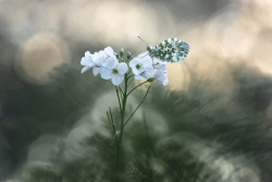 Soir d'aurore...
