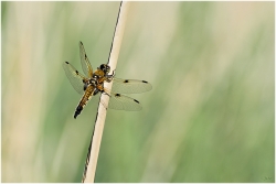 Libellule Quadrimaculata