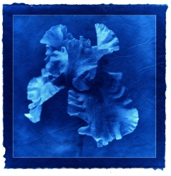Iris bleu