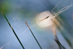 Arachne au fil de l'eau