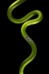 Ligne verte