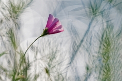 Impressions '' Liseronnes ''