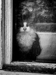 Le chat