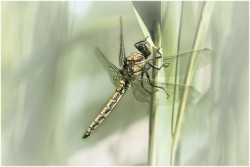 L'Orthetrum