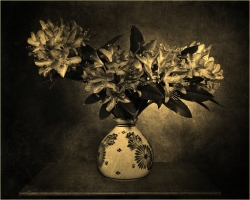 hortensias
