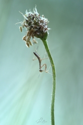 Renversant...
