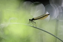 Le demoiselle