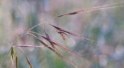 Mouche de Mai