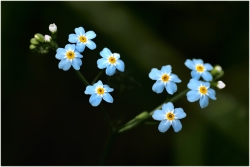 Le myosotis