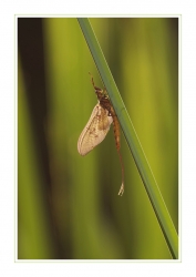 La belle mouche de mai
