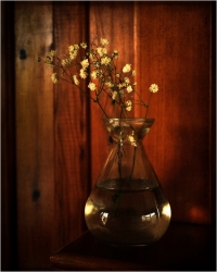 nature morte