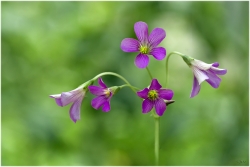 L'Oxalis