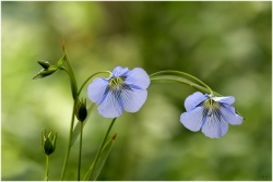 Etre fleur bleue ...
