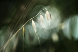 Folle-avoine...