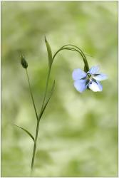 Petite fleur bleue (II)