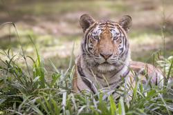 Le tigre