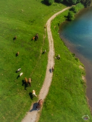 Heavy Horses