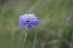 Fleur bleue