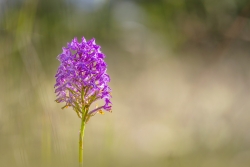 Orchidée (2)