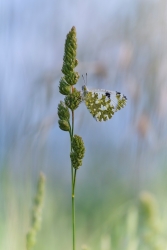 Le Marbré de vert