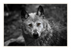Le regard du loup